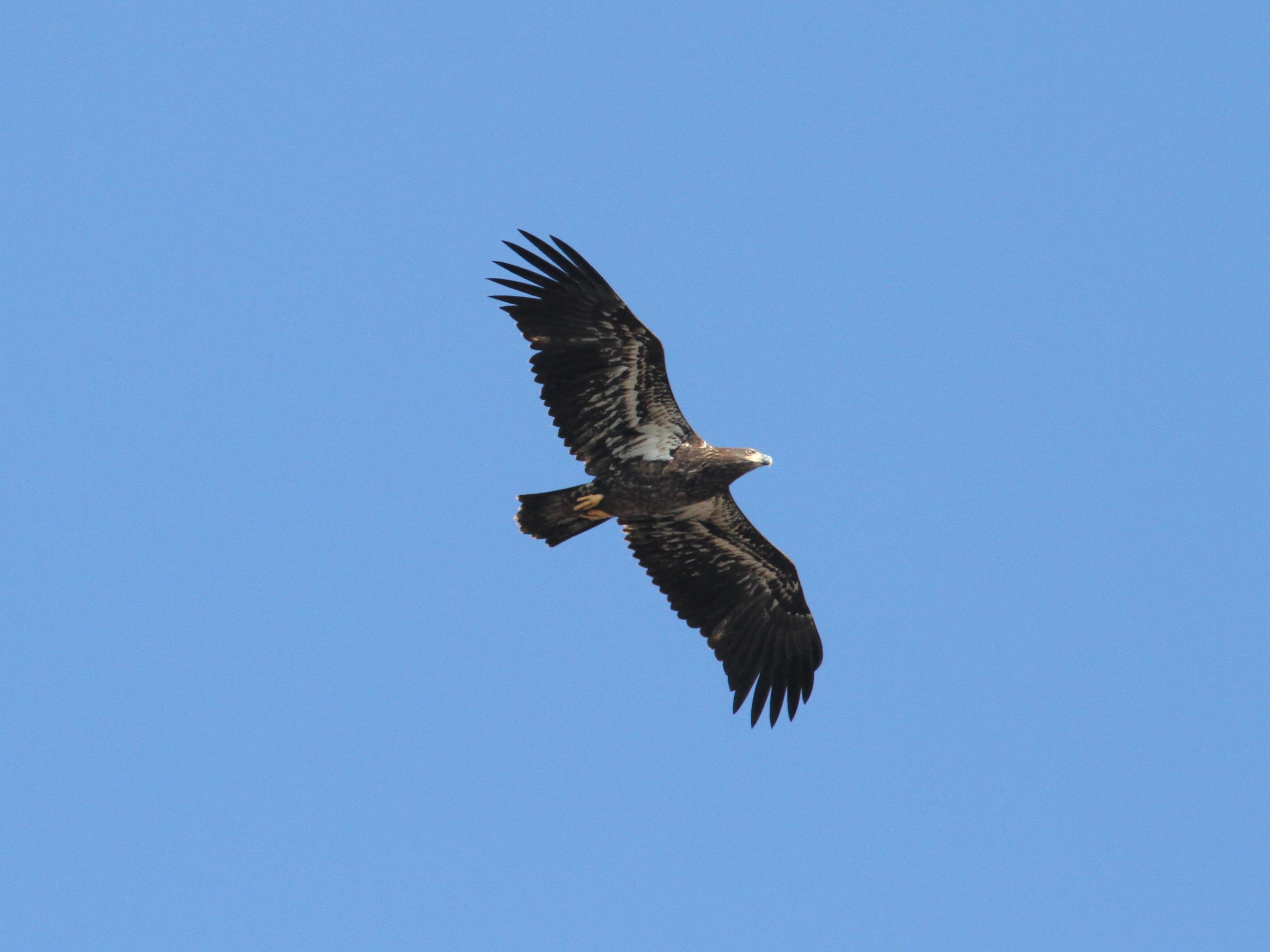 Bald Eagle