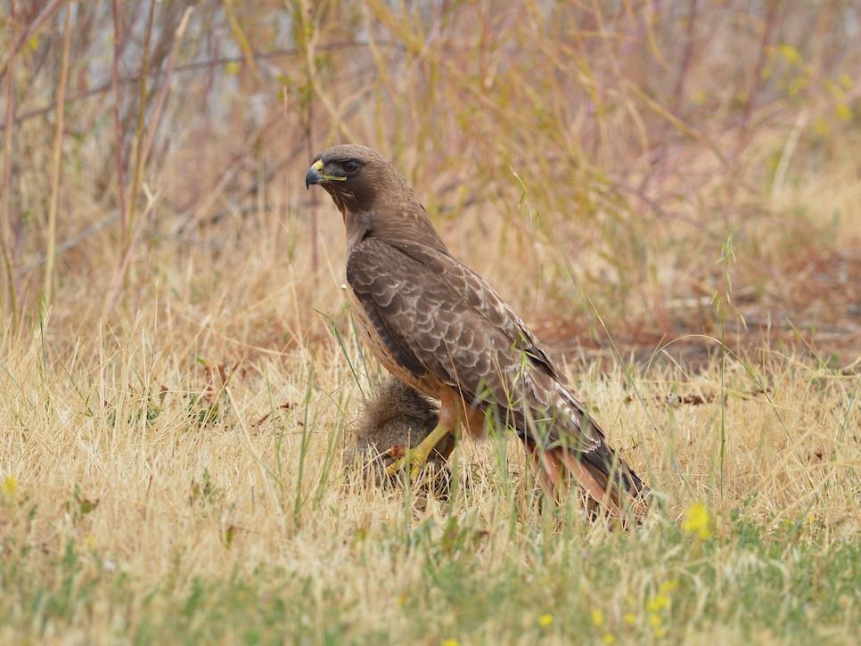 Red-tailed Hawk