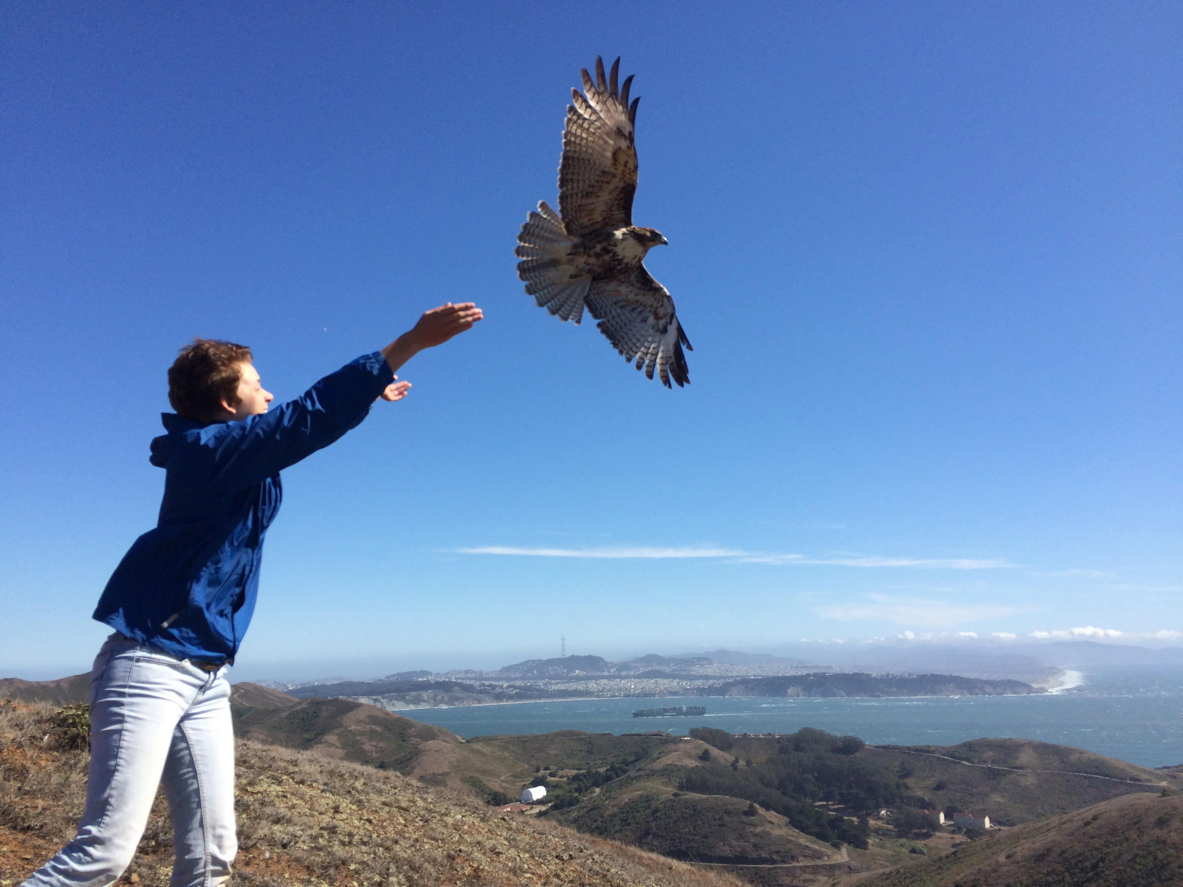 Red-tailed Hawk release