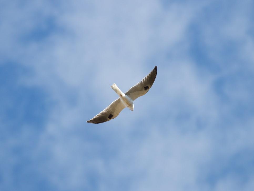 White-tailed Kite