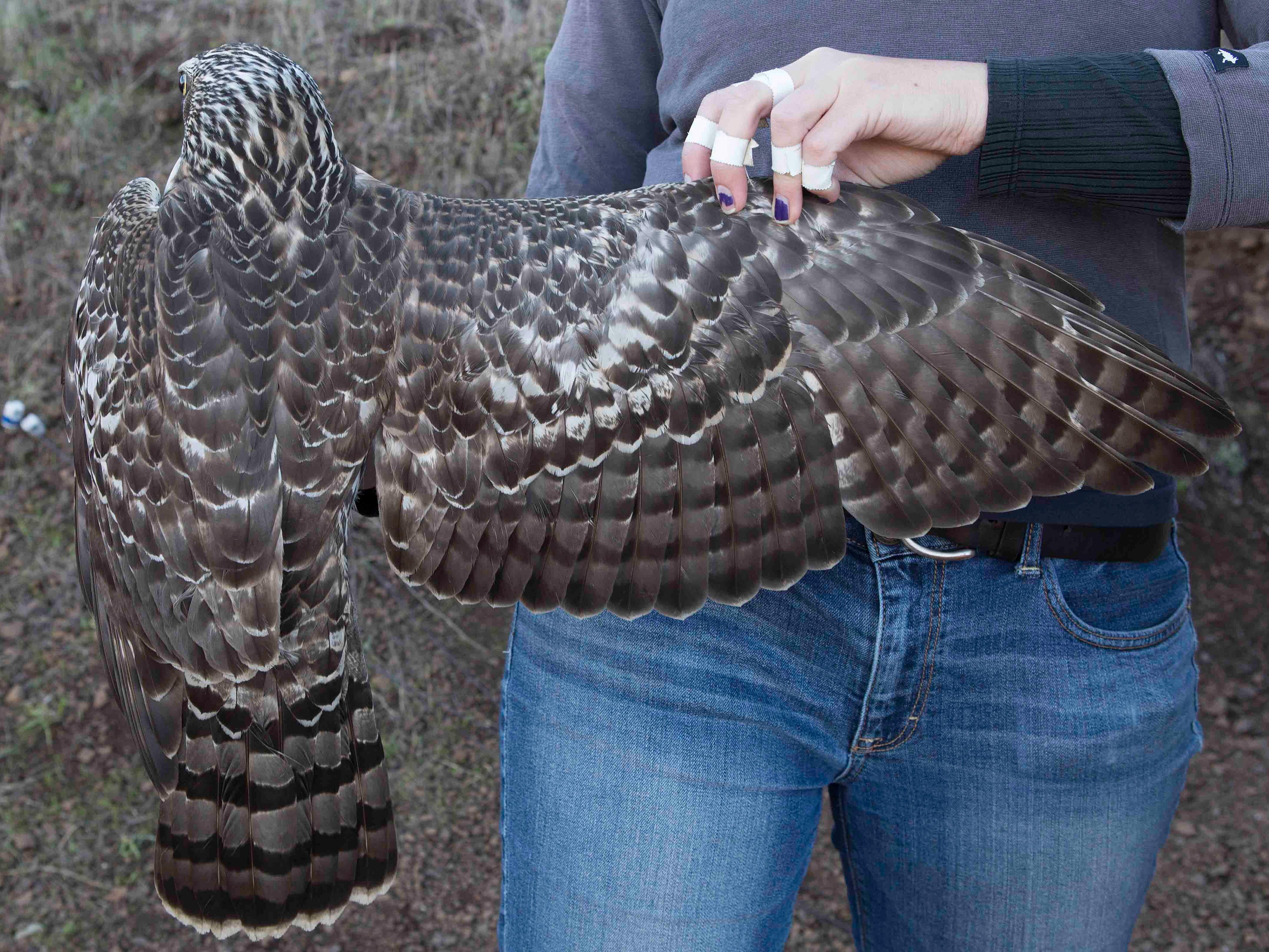 Northern Goshawk