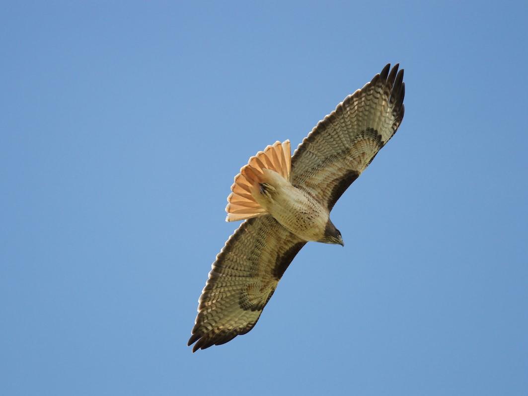 Red-tailed Hawk