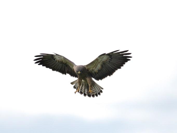 Swainson's Hawk