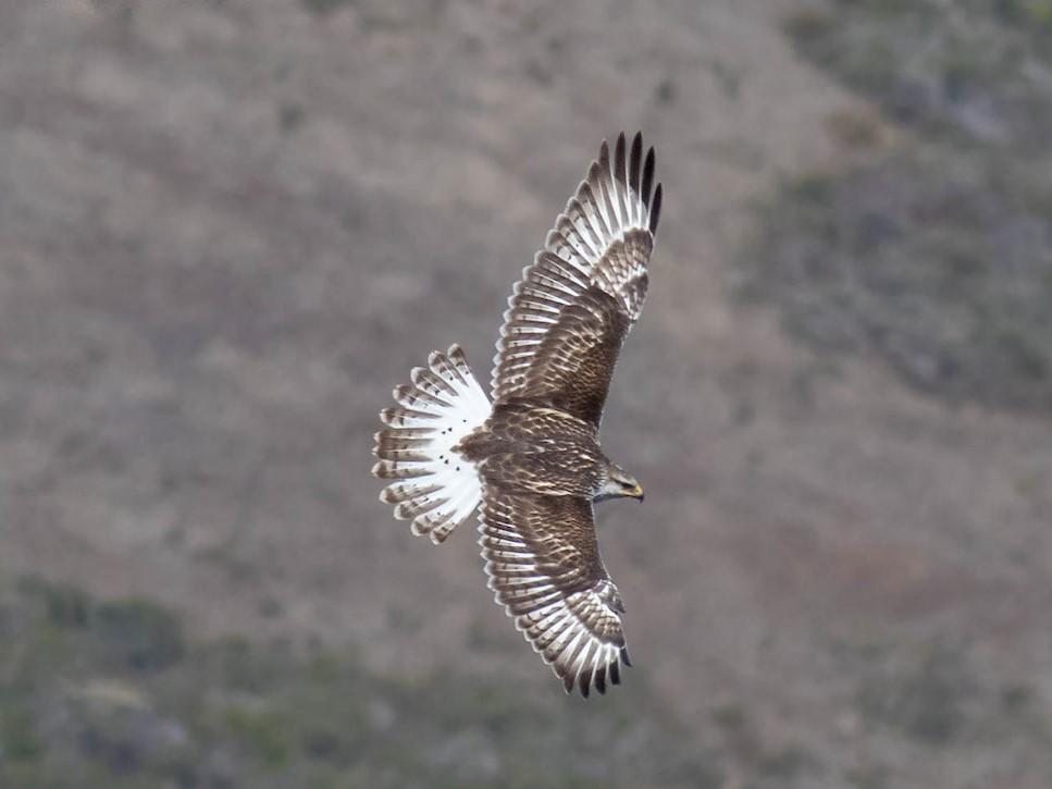 Ferruginous Hawk