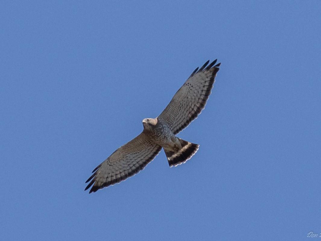 Broad-winged Hawk