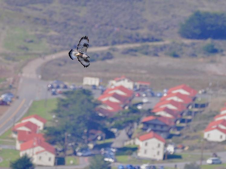 Rough-legged Hawk