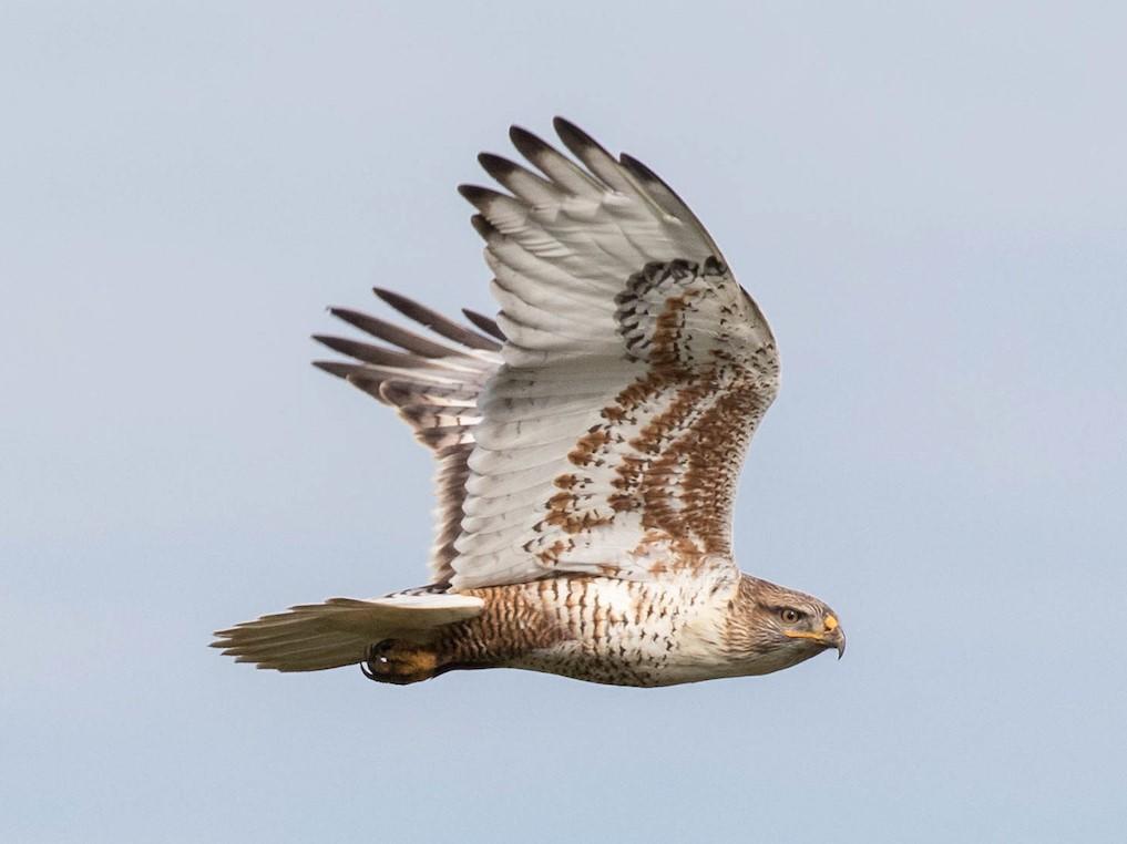 Ferruginous Hawk