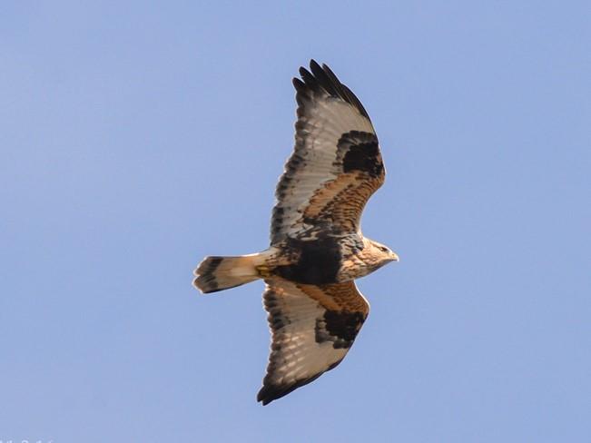 Rough-legged Hawk