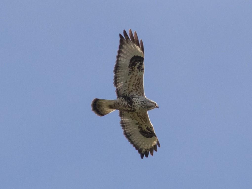 Rough-legged Hawk