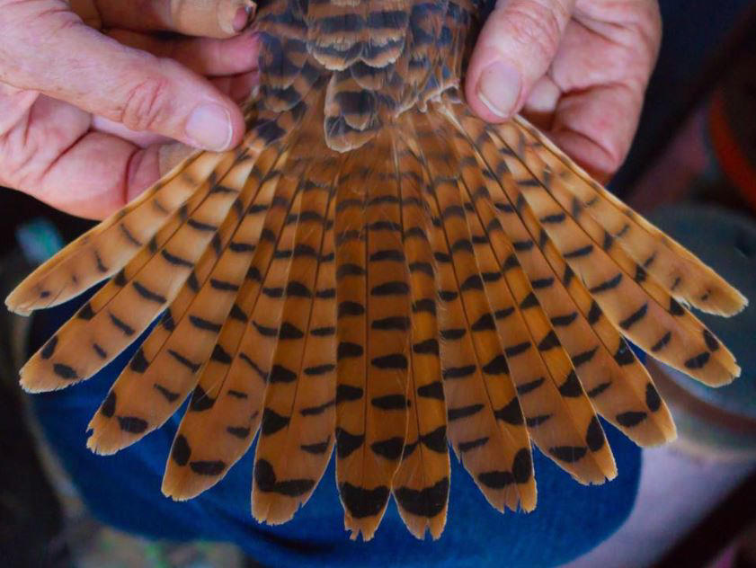 American Kestrel