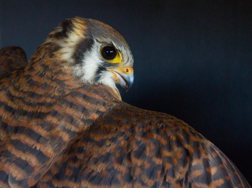 American Kestrel