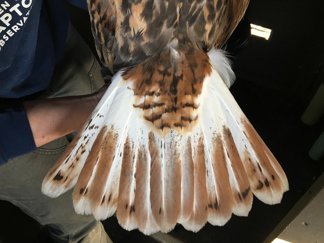 Ferruginous Hawk