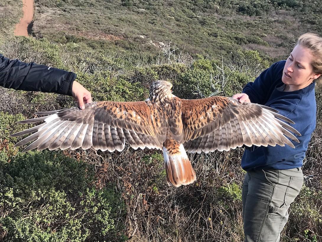 Ferruginous Hawk