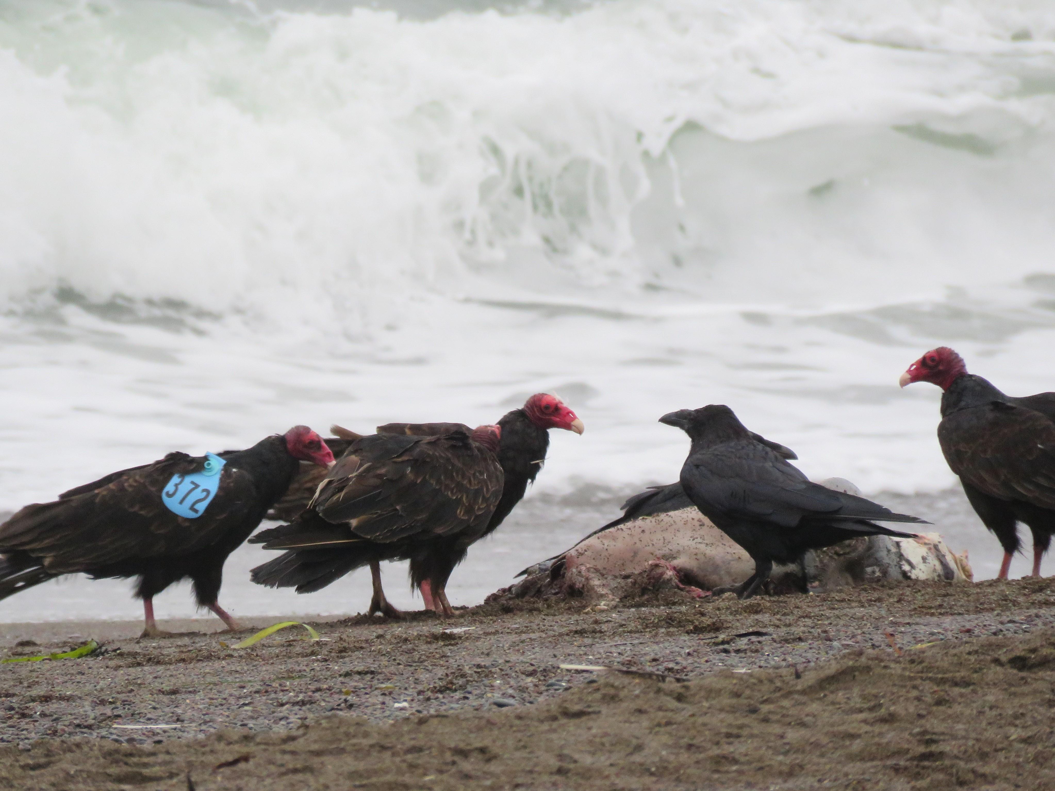 Turkey Vultures 