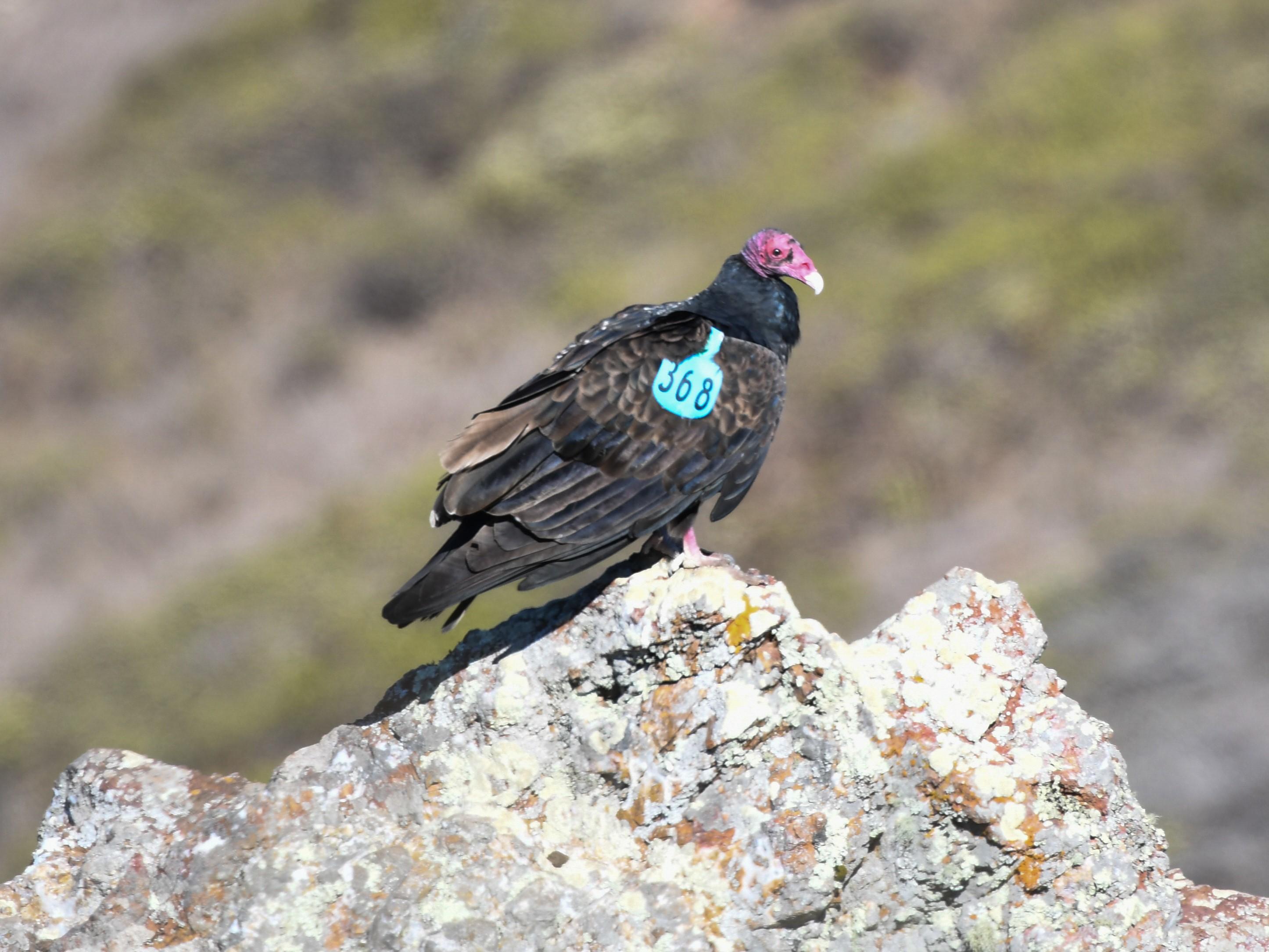 Turkey Vulture