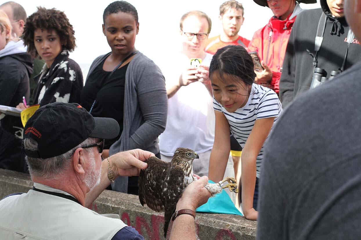 Park visitors admire a juvenile Cooper's Hawk during a Hawk Talk at Hawk Hill.