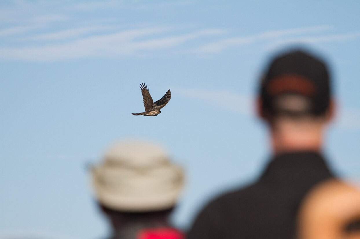 Hawkwatchers work to quickly identify an Accipiter as it flies past Hawk Hill.