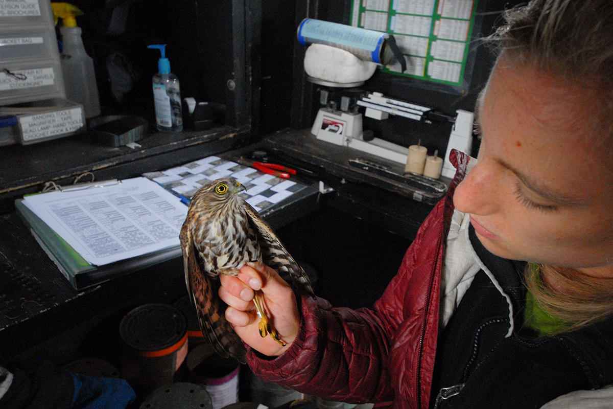 Bander Ari La Porte holds a Sharp-shinned Hawk