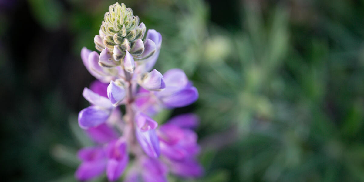 A close-up photo of a silver lupine flower