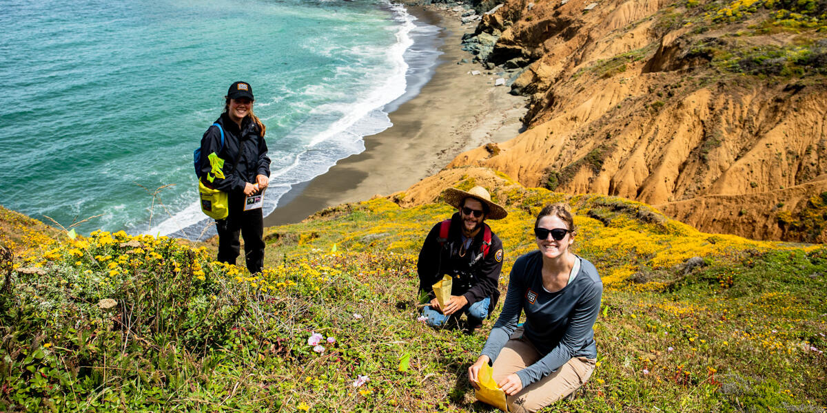 Academic interns collect seeds on the bluffs of Mori Point.