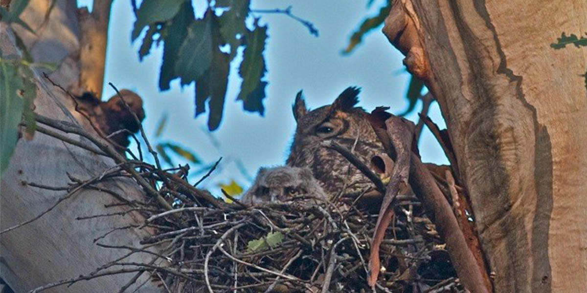 Great Horned Owl nest