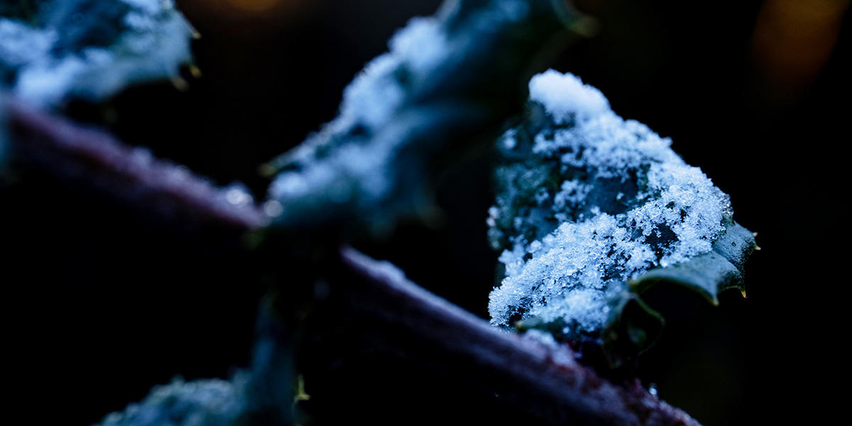 snow on leaves