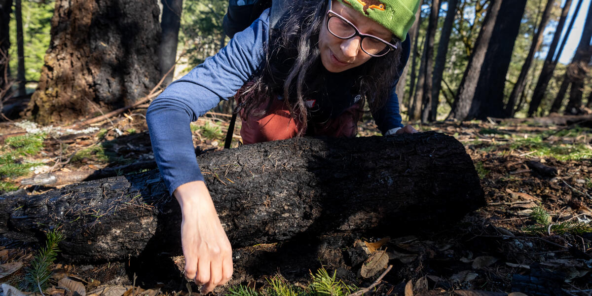 A woman reaches over a log to inspect lichen growth at a Mount Tam BioBlitz