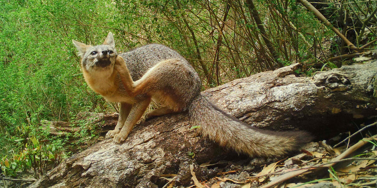 A gray fox sits atop a log in the woods of mount tamalpais scratching its ear with its foot.