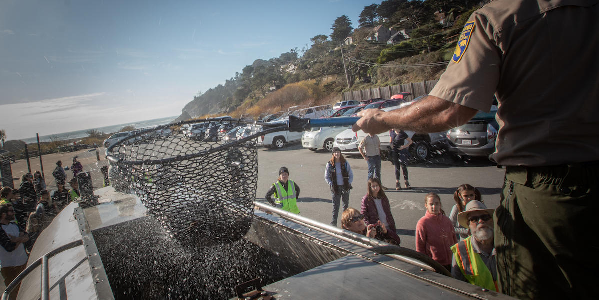 Man holding fishing net with juvenile coho salmon in it. He's about to hand it over to a research to re-release it in Redwood Creek. 