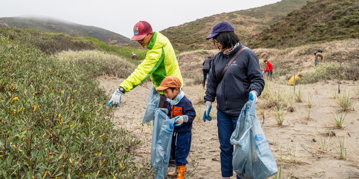 A family volunteering for Coastal Cleanup Day searches a bush in the dunes of Muir Beach