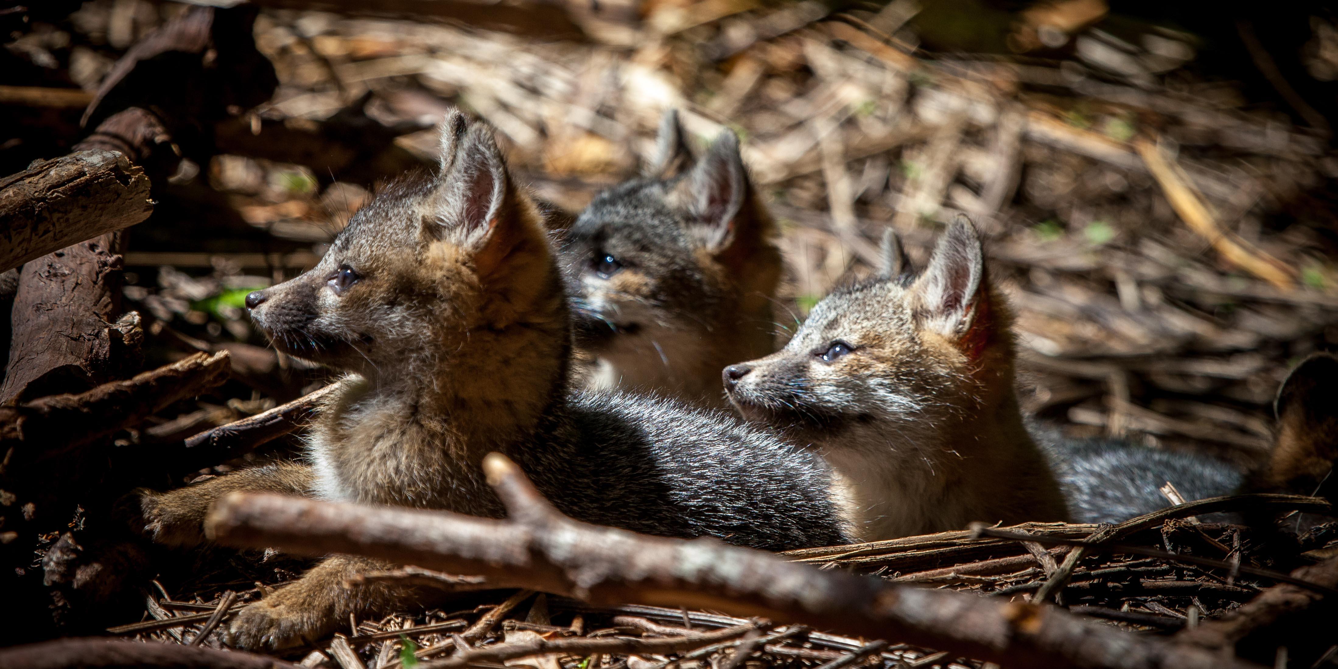 baby gray foxes