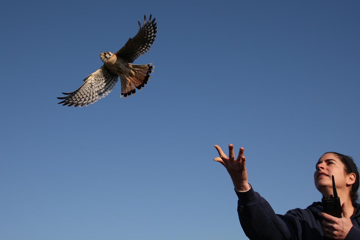 Volunteer Kendra Armer releases an American Kestrel