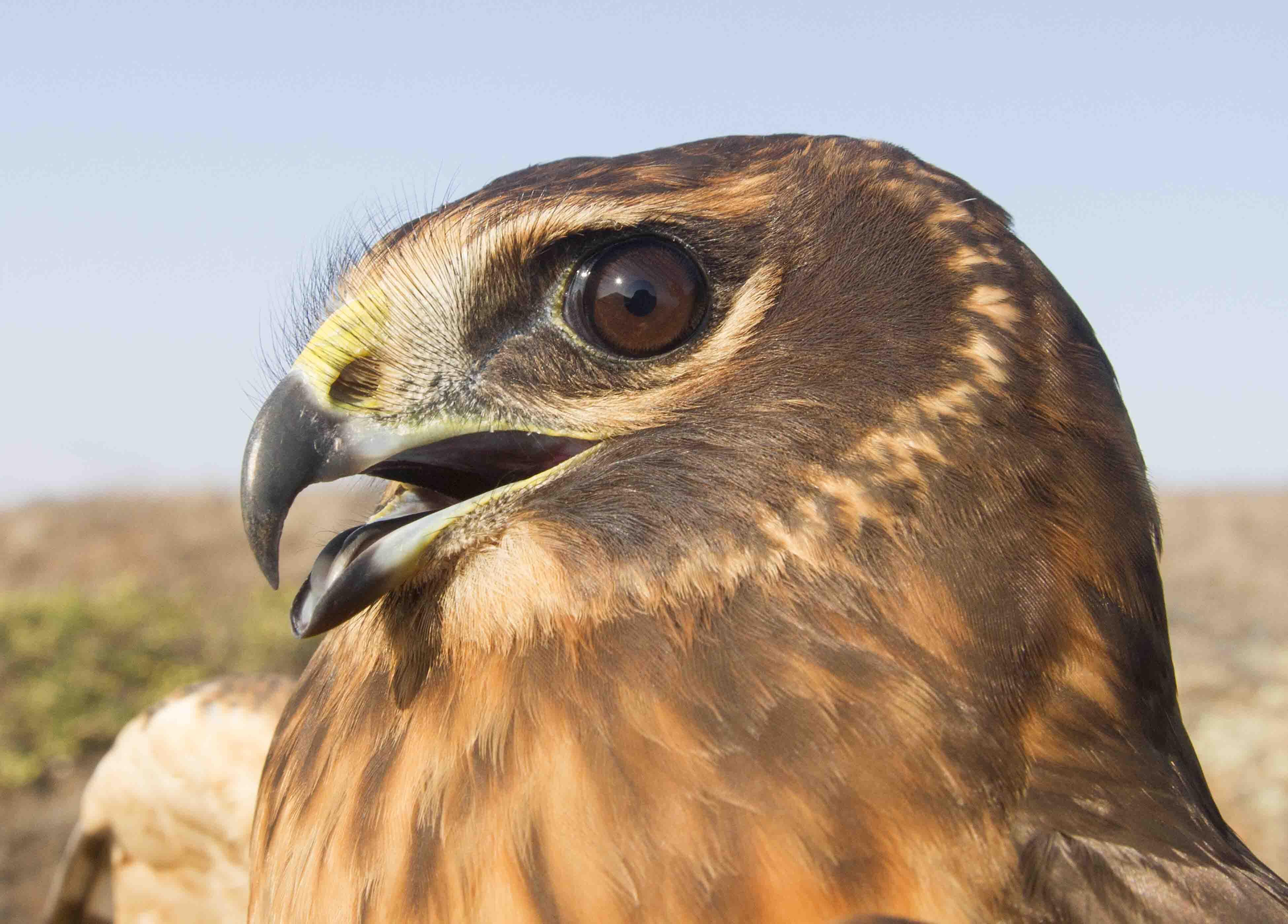 A juvenile Northern Harrier after banding. GGRO bands an average of just 10 Northern Harriers per season, but counted 600 Northern Harrier sightings from Hawk Hill in 2018.