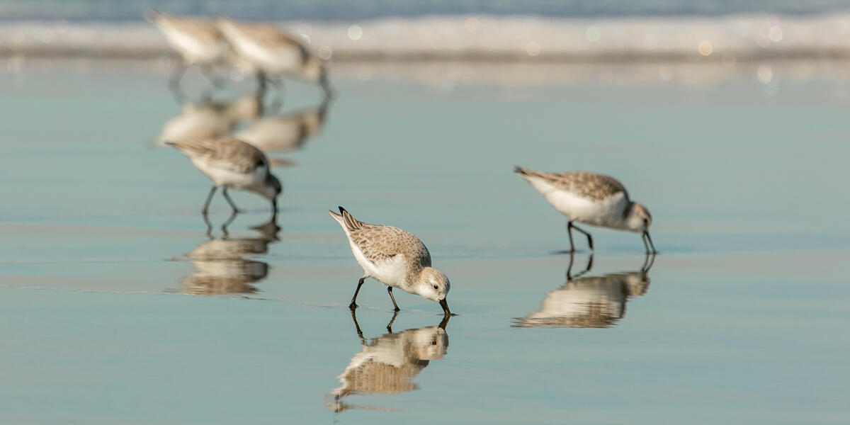 Snowy Plovers, an endangered species, graze along the sandy shore of Ocean Beach.