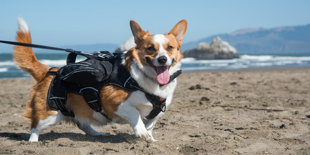 A smiling corgi walking in the sand of Ocean Beach, a dog friendly park