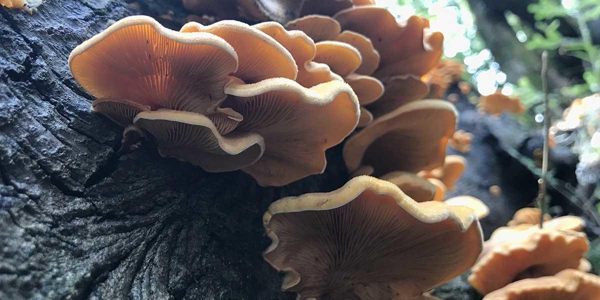 An orange stinking oyster mushroom found in the Golden Gate National Parks.