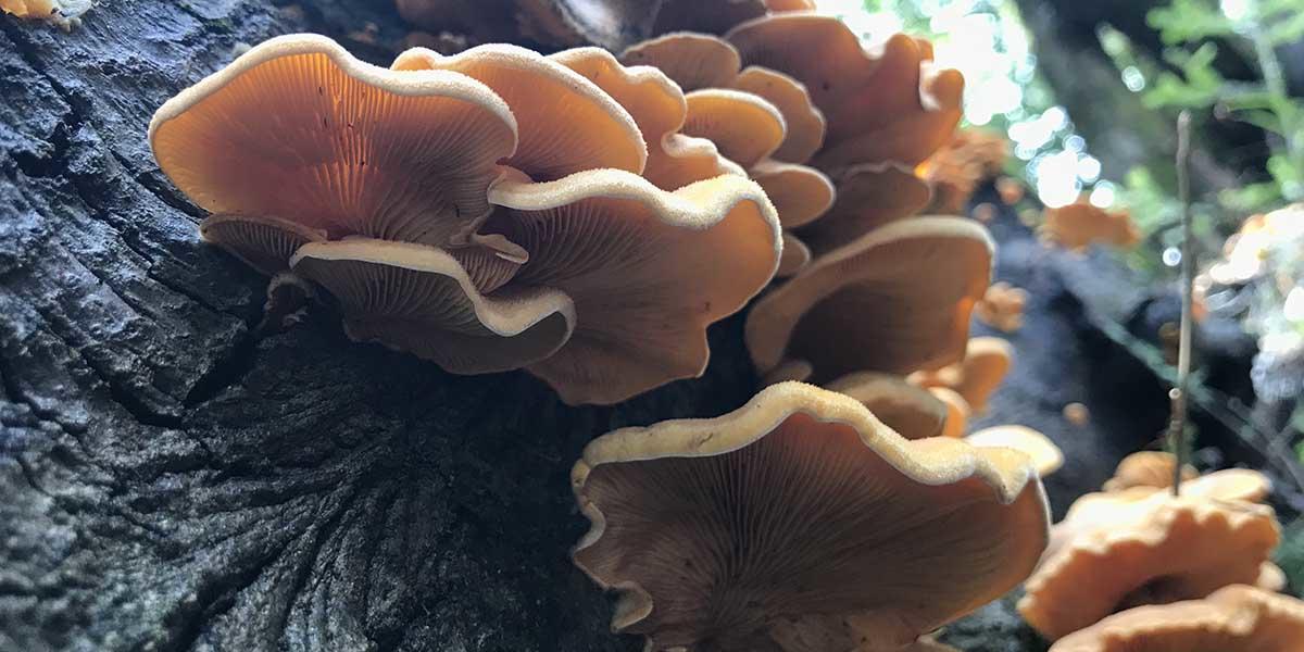 An orange stinking oyster mushroom found in the Golden Gate National Parks. An orange stinking oyster mushroom found in the Golden Gate National Parks.