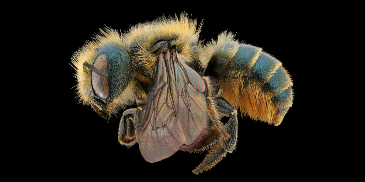 Tamalpais Bee Lab macrophotography. Shown is a blue and yellow Osmia coloradensis.
