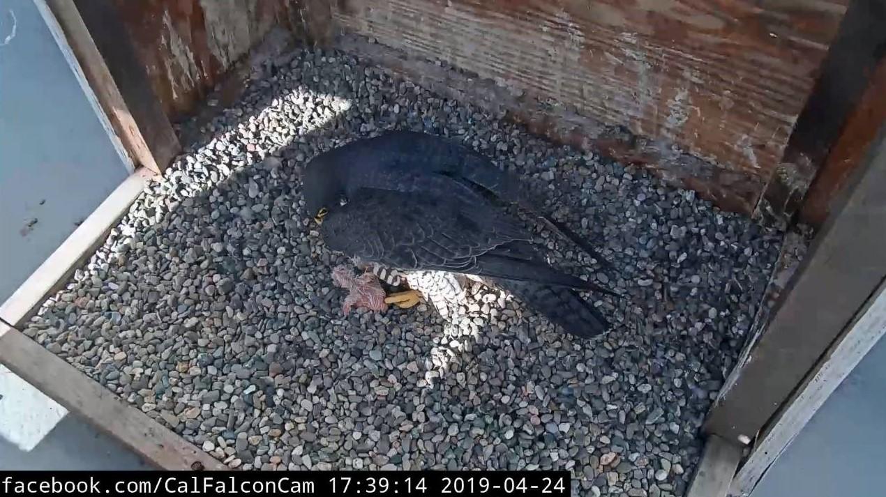 View of the first hatched 2019 'eyas' (a very young falcon or hawk that hasn't yet learned to fly).