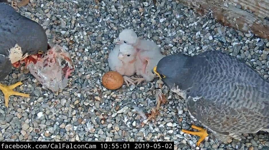 Annie brings lunch to the chicks, 8 days old in this photo. The dad, Grinnell is on the right, and can be identified by his tangerine feet. The third egg did not hatch for reasons unknown. 