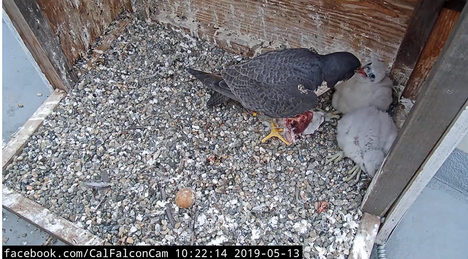 Breakfast time! From the nest cameras on UC Berkeley’s Campanile Tower where Peregrine Falcons Annie and Grinnell have been nesting since 2017, and two baby chicks hatched in April 2019.