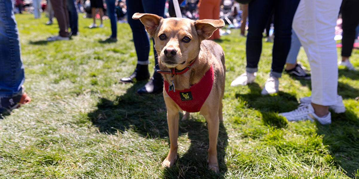 A leashed dog poses for a photo at Parks4All: Brewfest, a beer festival and fundraiser, on Saturday, July 29th, 2023 in the Presidio of San Francisco.