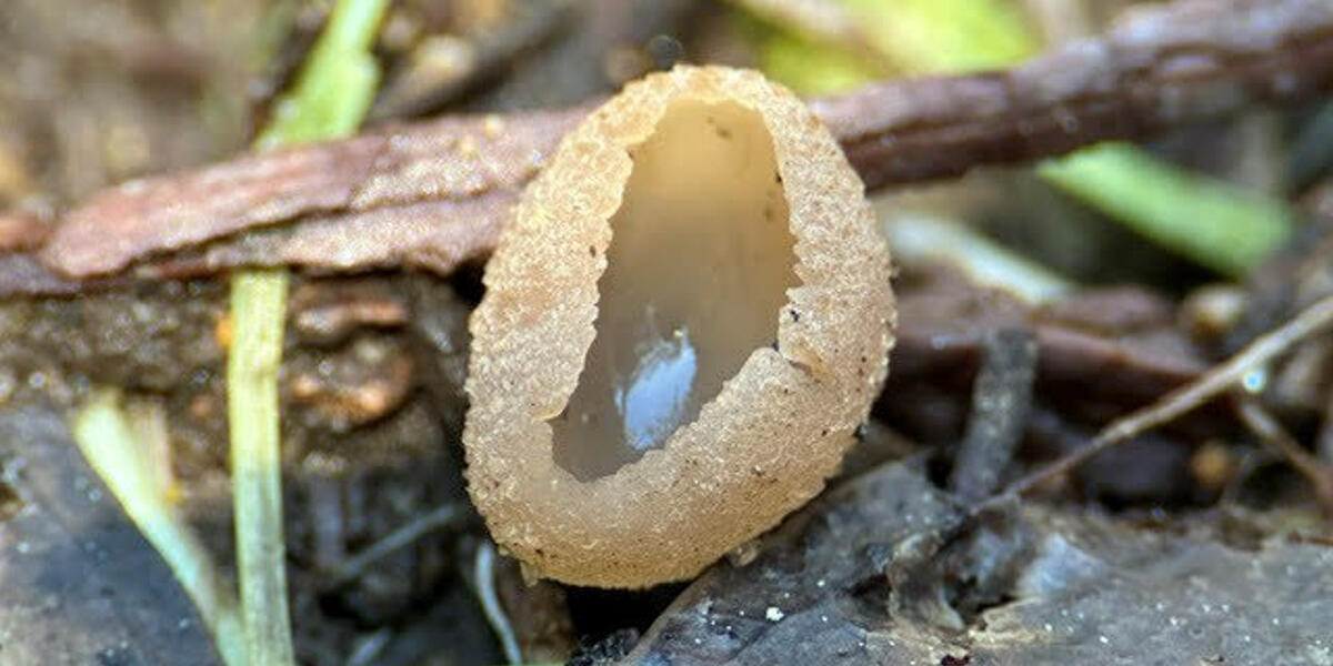 Close up photo of the Peziza fungi, which looks like a little yellow cup or bowl.