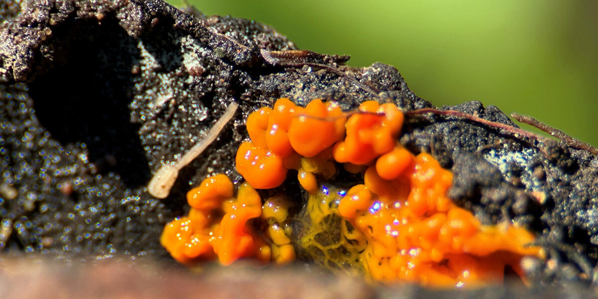 Bright orange slim mold seen in close up detail on a damp log in the Presidio of San Francisco.