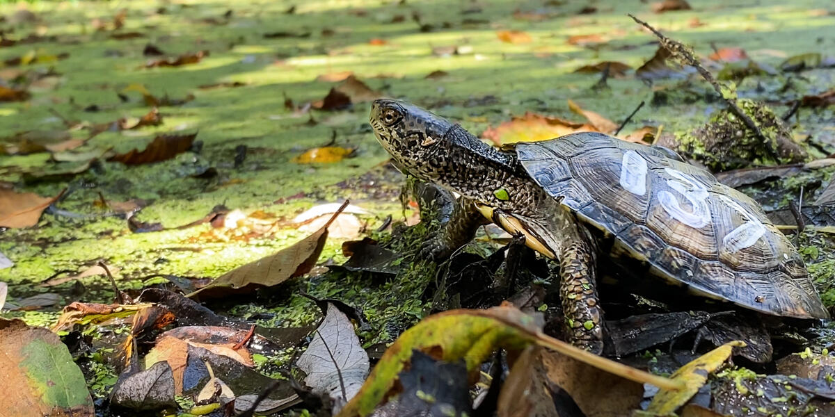 A western pond turtle is released at Rodeo Lagoon in the Marin Headlands.