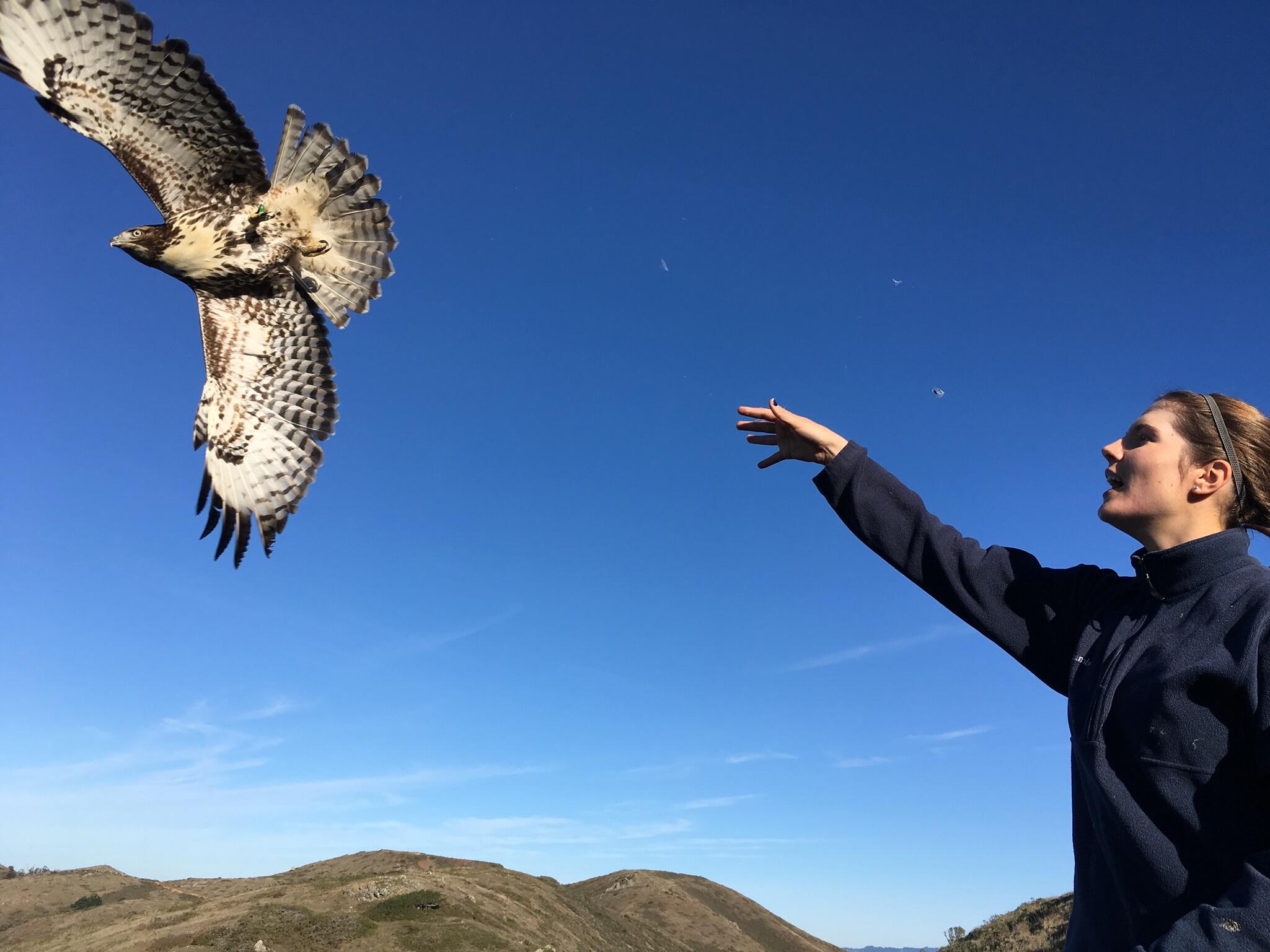 A banded juvenile Red-tailed Hawk takes flight after release.