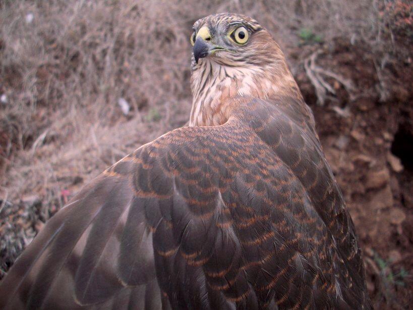 A juvenile Sharp-shinned Hawk before release.