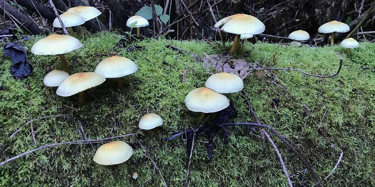 Sulfur tuft mushroom found in the Golden Gate National Parks.