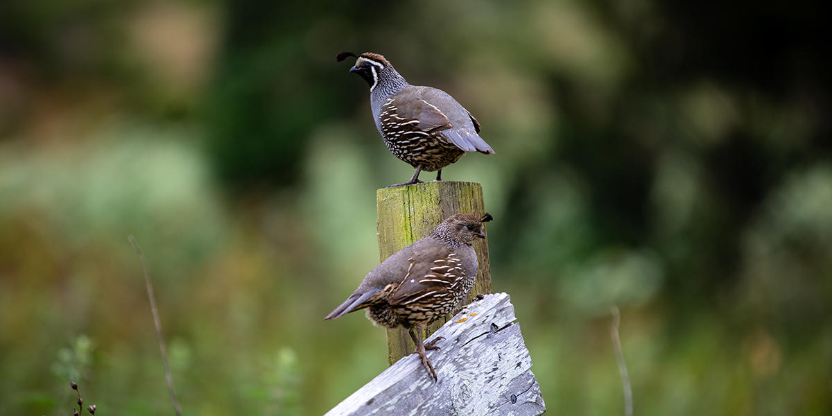 California Quail perched on a fence at Tennessee Valley.