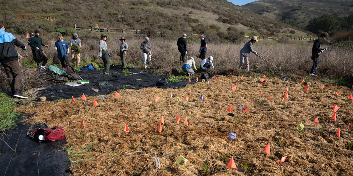 a volunteer group tends to a Tennessee Valley field marked with little flags signifying native plant seeds planted